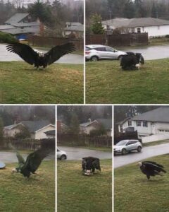 Giant Eagle captured in!