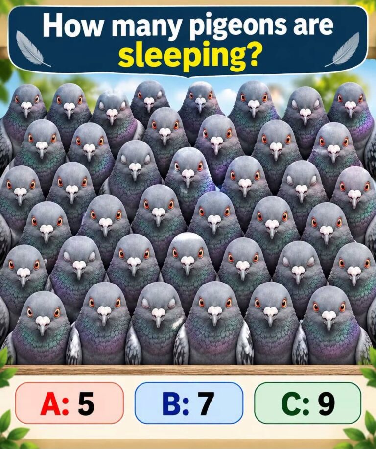 The Number Of Sleeping Pigeons You See Determines If You’re Lazy